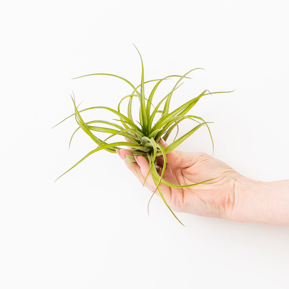 Air Plants