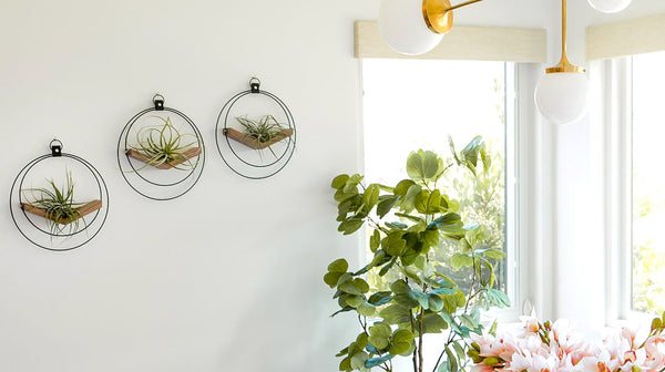 three wall mounted plant shelves with air plants styled in dining room