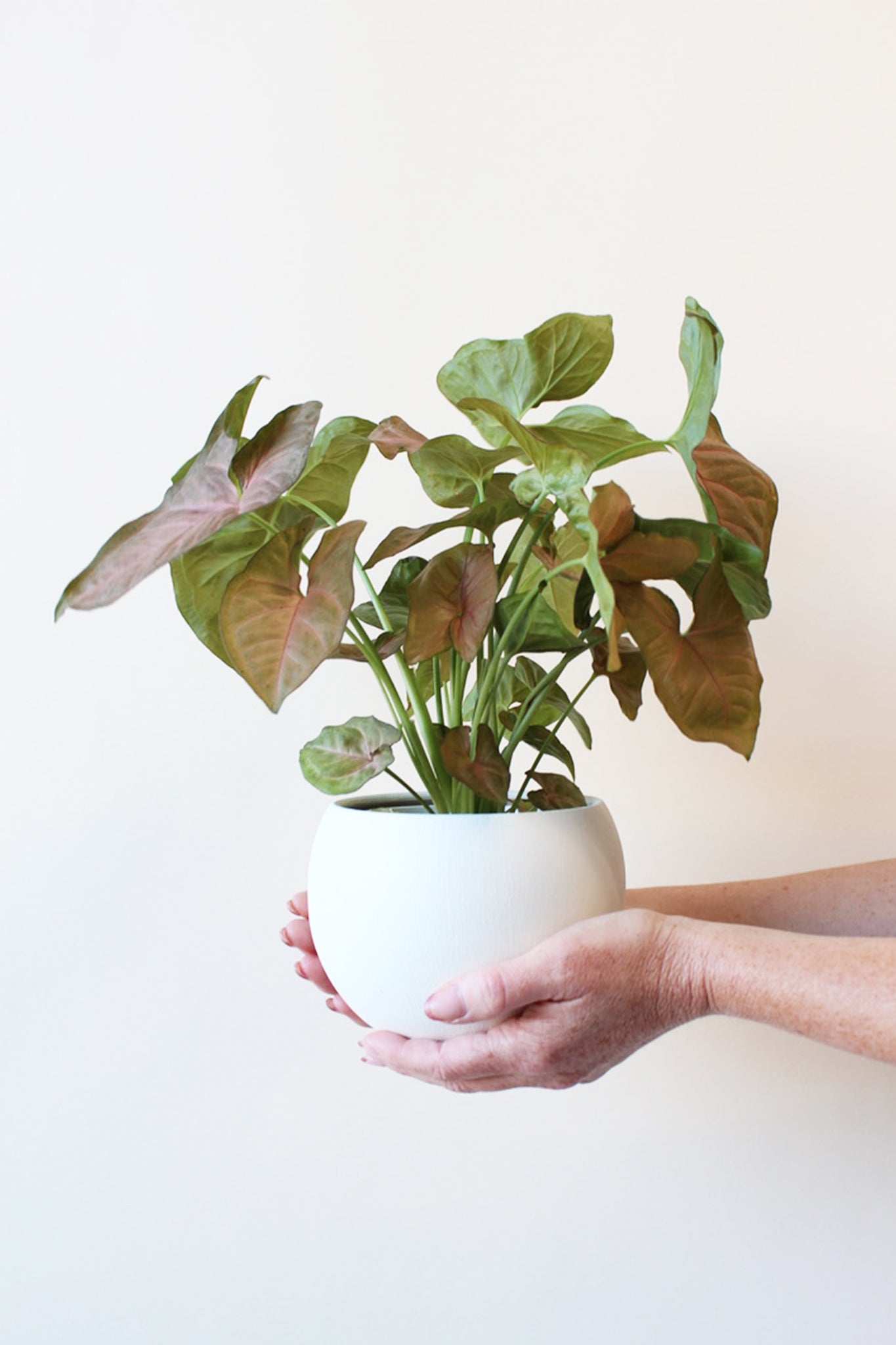 person holding a modern spun aluminum pot with houseplant