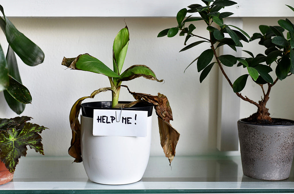 wilting houseplant in white ceramic pot