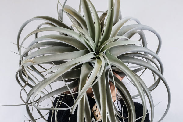 extra large xerographica air plant
